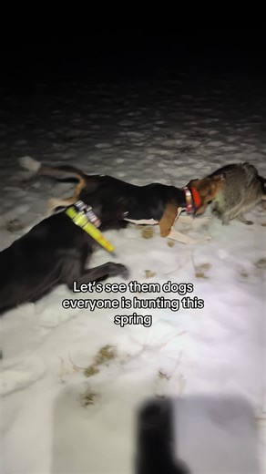 Spring Hunting with Tree Walker Coonhounds