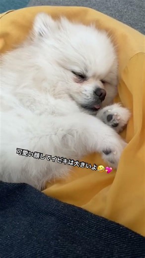 可愛い顔してイビキは大きめ🤣💖 #可愛い #ポメラニアン #白ポメ #ポメラニアンのいる生活 #愛犬 #犬好きさんと繋がりたい