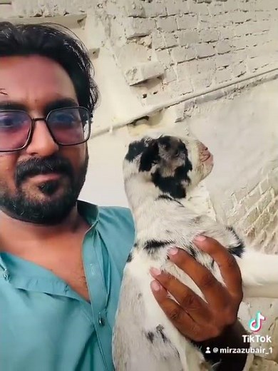 🐐 Pakistan Teddy Goat Breed | Beautiful & Healthy Teddy Bakra | Premium Livestock 2026