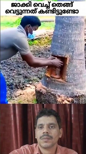 Jackie's power to cut down coconut trees