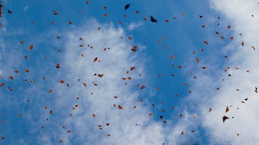California Monarch Butterfly Population In Sharp Decline