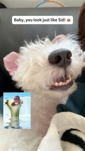 Sound ON, everyone! 🔊#Puppy #DogSnoring