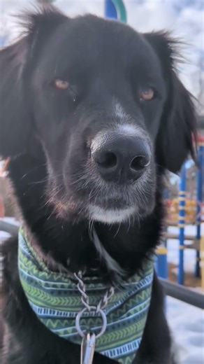 can't play on leash, can't eat poop, can't chase squirrels CAN'T DO ANYTHING! #relatable #funnyshort