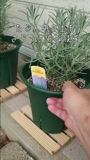 ド素人夫婦、10年かけてラベンダー畑作るってよ 3日目
