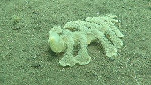 1.4K views · 85 reactions | นักล่าใต้ทะเลตัวนี้ จัดว่าเป็นสัตว์ในกลุ่มไหนกันเอ่ย? Credit: EmericBen Underwater Videos | พิพิธภัณฑ์ธรรมชาติวิทยา Natural History Museum | Facebook