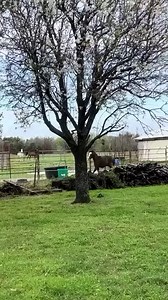 224K views · 2.4K reactions |  ******************* “COUNTRY STRONG”  ✪ ✪ ✪ #cowboys #cowgirls #westernwear #country #american #america #clothing #americancowboy #americancowgirl #weareamericancowboy #western #countrywestern #westernculture #countrymusic #godscountry #usa #countrylife #americanstyle #patriot #rodeo #barelracing #bronc #horse #horses #equestrian #farm #farmlife #countrystrong #cowboyCulture #americanheritage | American Cowboy | Facebook