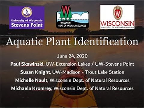 Aquatic plant identification (Wisconsin / Midwest) with the experts - June 24, 2020