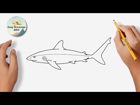 Drawing shark tutorial | How to draw a grey reef shark | Easy Drawings BRO