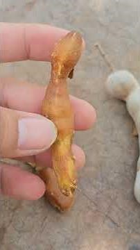 Tamarind Plant | tamarind benefits