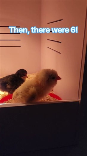 Hatching 6 chicks #diy#farming#eggs#barnyard#chicken#chicks#hatching#1st#vlog