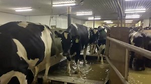23K views · 414 reactions | Cows using our automatic foot bath at Norden barn After 4 months of use we have seen improvements in hoof health and a reduction in chemicals used | Drumgoon Dairy | Facebook