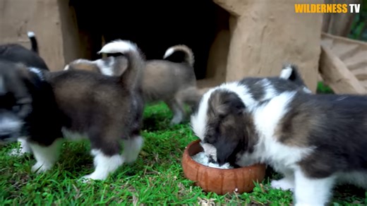 Watch poor month-old rescued puppies finally get a warm mud dog house