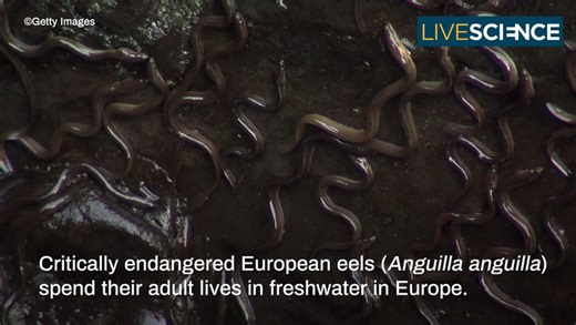 Where do eels come from?