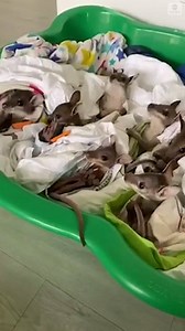 Several young wallaby joeys were transported to an ecologist who runs a wallaby-relocation project, to be treated after their mothers were killed or injured in Australia's massive wildfires. https://abcn.ws/37QZxHY | ABC News