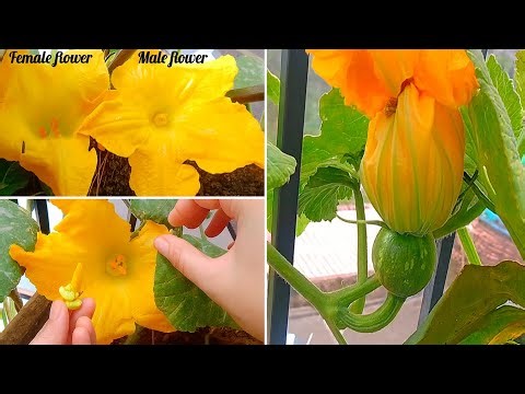 How to Hand-Pollinate Pumpkin Flowers?