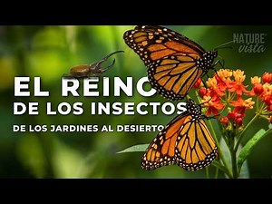 THE INSECT KINGDOM | The Tiny Life That Dominates the Planet - Full Documentary