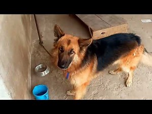 Agressive dog barking sound Animal voice sound german shepherd dog barking loudly sound.