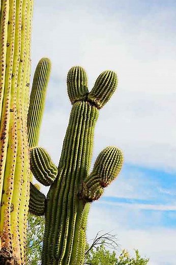 サワロ国立公園の見どころと楽しみ方 巨大サボテンのサグアロがいっぱい！南アリゾナ・ツーソンで砂漠の大自然を堪能 - Petite New York