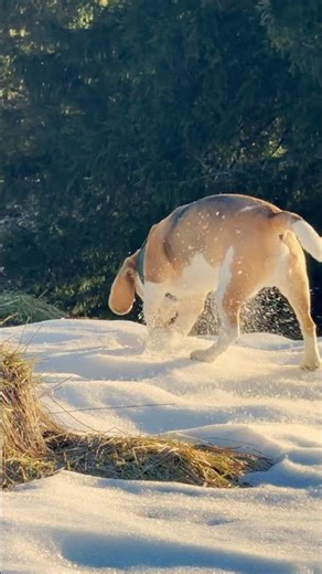 Can beagles stop digging? #beagle #dog #snow
