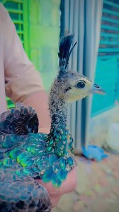 Green Java Peacocks 🦚🥰♥️ #peacock #peacockfeather #peacocks #PeacockTV #birdsonearth #birdlife #birdsphotography | Pk Parrots