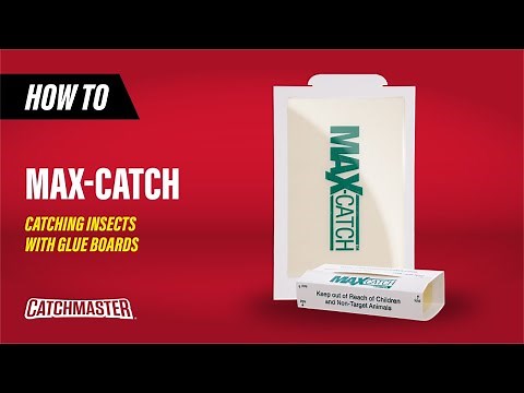 Catching Insects with Glue Boards | Catchmaster MaxCatch Unscented