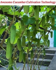 35K views · 335 reactions | Hi there, I'm going to show you "Incredible Small Space Cucumber Cultivation Technology. This is modern agricultural technology. For farmers, it is crucial. It is simple to create. So, must see step by step in this video. | Small Vegetable Garden | Facebook