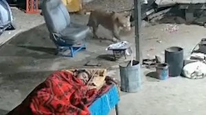 Leopard attacks man's pet dog while he sleeps