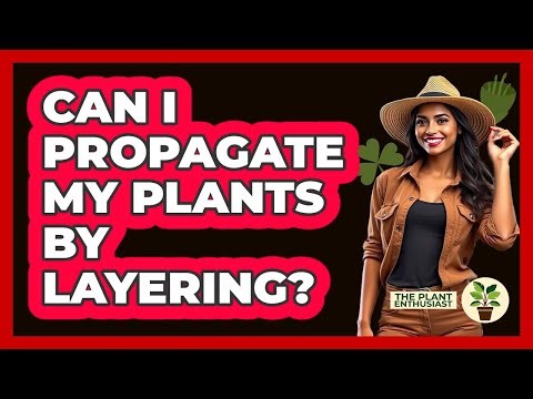Can I Propagate My Plants By Layering?