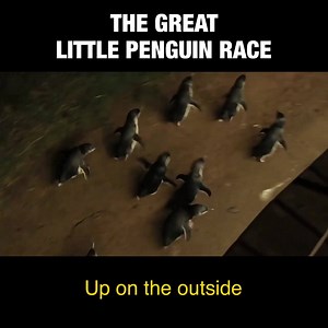 166K views · 4.8K reactions | Spectator sport hasn't returned for human Victorians just yet. But the daily race hasn't stopped for our Little Penguins – commentated by the BBC's Andrew Cotter. You'll want the sound on for this one. | Dan Andrews | Facebook
