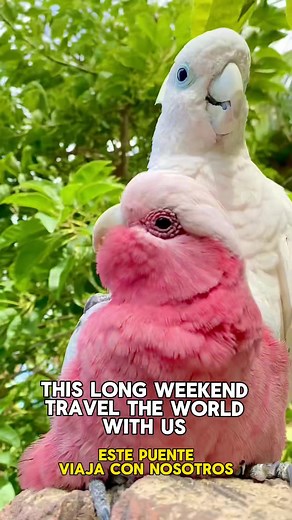 🇬🇧 At Loro Parque you can travel to 5 continents in one visit. The animals are ambassadors of their own species and their habitat! Meet the lions, tigers, sloths, sharks and many more species this long weekend (remember we have a giveaway for our visitors).🌿 🎟️ https://www.loroparque.com/ticketsonline/es/paso0 🇪🇸En Loro Parque puedes viajar a los 5 continentes en una sola visita. Los animales son embajadores de su propia especie ¡y de su hábitat! Conoce a los leones, los tigres, los perezo