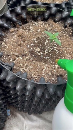 They Keep growing 💚🌱 (VegDay10) ✅ #garden #gardening #plants #viral #grow