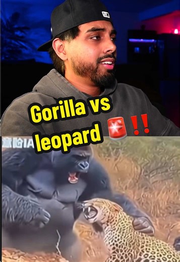 Silverback gorilla vs leopard #fyp #AnimalFacts #silverbackgorilla #gorilla #virał