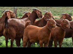 The best genetics of Kalahari Reds Goats