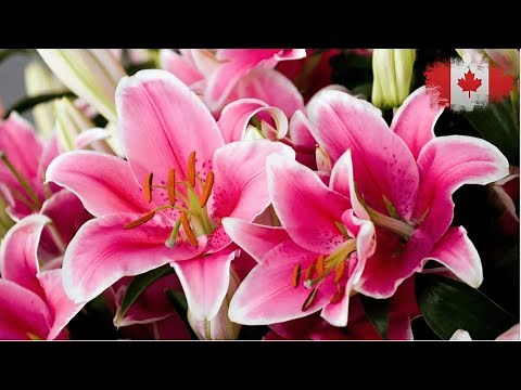 كيفية زراعة زهور الزنبق في حديقتك