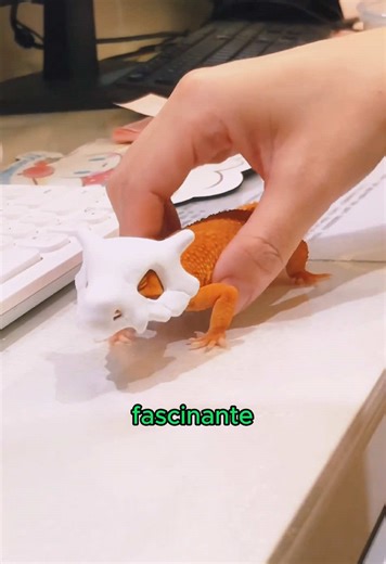 Exploring the Fascinating World of Lizards