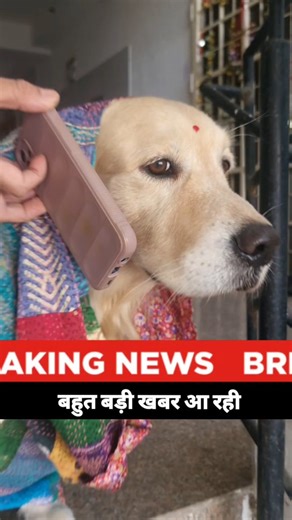 S I M B A ❤️ on Instagram: "Don't miss this at any cost. 🤭😂 . . . . . . . . . Like, share and Follow @the_handsome_simba for more latest funny news. . . . #goldenretriever #dogsofinstagram #dog #funnyreels #breakingnews . . [Funny, husband wife jokes, funny news, dog lover, pets, comedy, entertainment]"