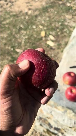 October Harvest Se March Tak – Fuji Apple #applefarming