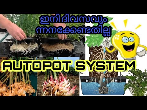 Simple home made autopot system, What is autopot ,how to make autopot , Ginger in auto pot system.