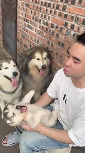 32K views · 1K reactions | Barking lessons with my mini howler 藍藍 | Husky Overload | Facebook