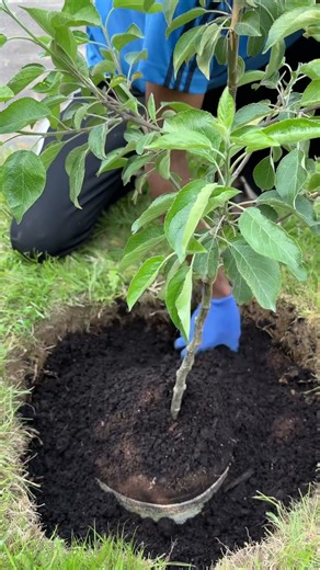 Planting & Care Tipsl Home Gardening Inspiration l #HomeGarden#growyourownfood