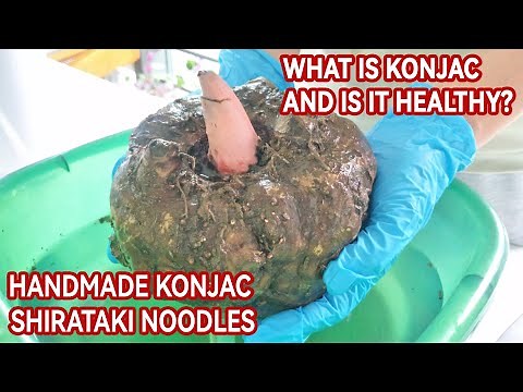 Handmade Konjac Shirataki Noodles | what is konjac corn look like | What is konjac and is it healthy