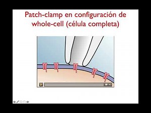 Configuración de patch clamp para corrientes macroscópicas (whole-cell y patch perforado)