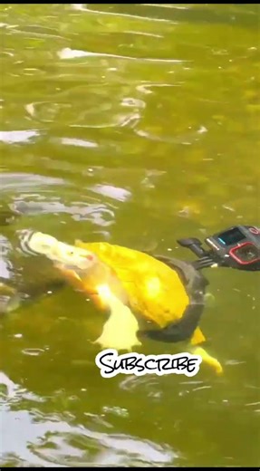 AC02#trending #comedy #funny #shortvideo #music #youtubeshorts #gaming #pets #chinesedrama