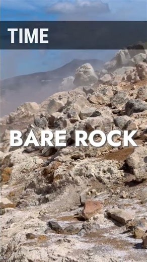 Ecological Succession | How a Bare Area gets converted into Forest