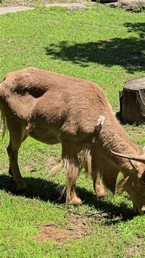 barbary sheep that have horns are close by eating grass in the high park toronto canada jul 12/2026