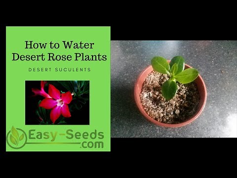 How to Water your Desert Rose plants.