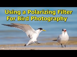 Using a Polarizing Filter for Bird Photography