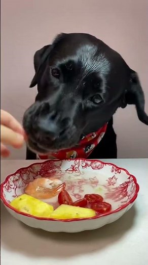 Dog enjoys variety-filled homemade meal in Hunan, China