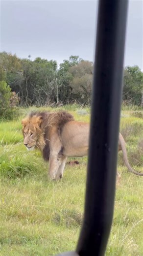 Almost every wild lion has worms living inside it. In 1995, scientists checked the droppings of 112 lions in Tanzania. 97 out of 100 were carrying parasites. Hookworm. Tapeworm. A few rarer ones. Most lions had three or four kinds at once. Grass is the lion's pharmacy.UC Davis ran two surveys of cat owners over about ten years, with thousands of cats between them. Only 6 to 9 percent of cats actually looked sick before eating grass. 71 percent of owners had watched their cat do it six or more ti
