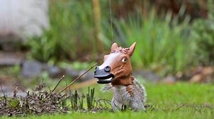 Squirrel or Horse?